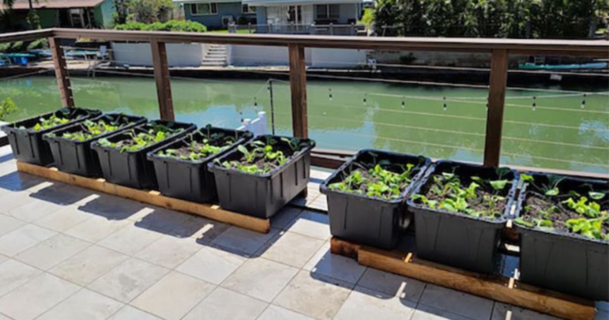 advantages and disadvantages of container gardening