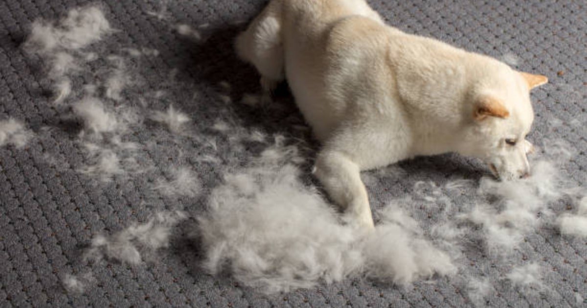What fabric is pet hair resistant?